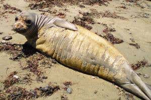 Seal fur and Arctic bacteria leach toxic mercury into waters