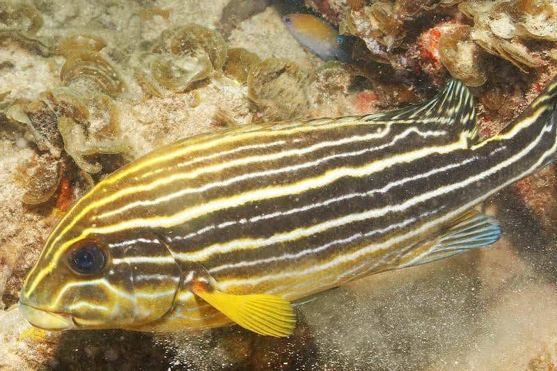 New Scientist. Science news and long reads from expert journalists, covering developments in science, technology, health and the environment on the website and the magazine.