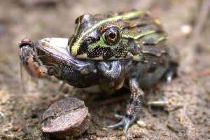 Cannibal frog sees surprise snack while swallowing relative