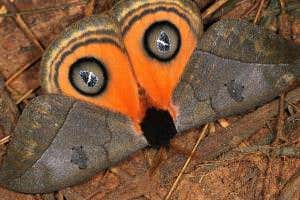 Myriad moths reveal odd shapes and hypnotising patterns