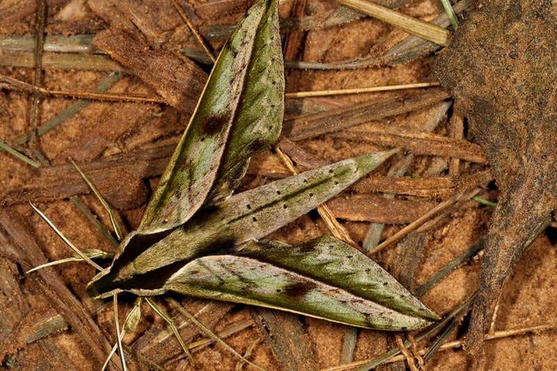 New Scientist. Science news and long reads from expert journalists, covering developments in science, technology, health and the environment on the website and the magazine.