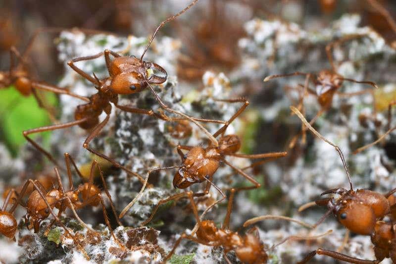 Crops farmed by leafcutter ants show signs of domestication