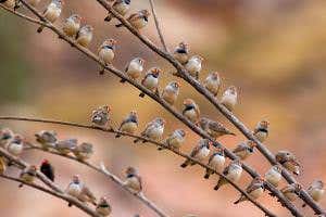 Speed dating shows arranged bird marriages lead to bad parenting