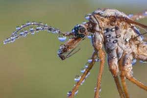 Avant-garde fly wearing beads of dew wins photography prize