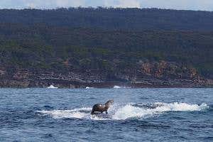 Surfing seal rides on the back of a whale in surprise snapshot