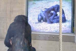 Apes remember major events in movies, even on a single viewing