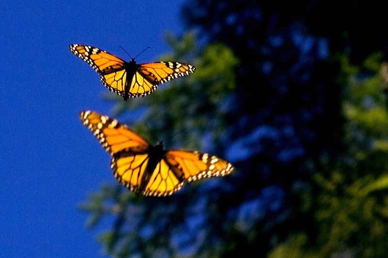 New Scientist. Science news and long reads from expert journalists, covering developments in science, technology, health and the environment on the website and the magazine.