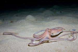 Zoologger: Octopus makes own quicksand to build burrow on seabed