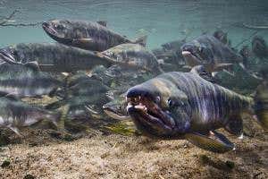 Oldest salmon bones hint how Stone Age migration was fuelled