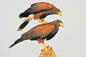 Zoologger: The only raptor known to hunt in cooperative packs