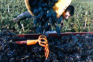 How the local yeasts can affect the flavour and aroma of wine