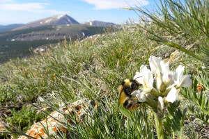 Bumblebees cope with climate change by evolving shorter tongues