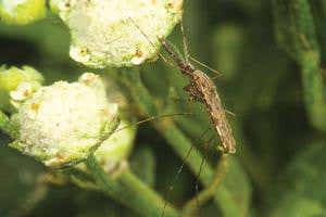 Invasive herb could hamper East Africa's fight against malaria