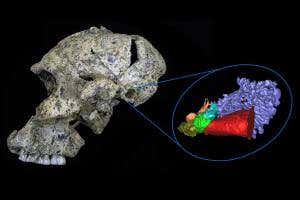 Ears of early humans could hear frequencies used in speech