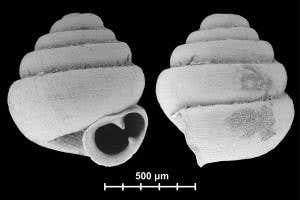 World's tiniest snail is so small that 10 fit in a needle's eye