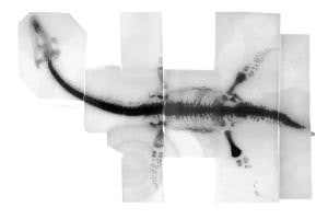 Plesiosaur X-ray helps create swimming robot mimic