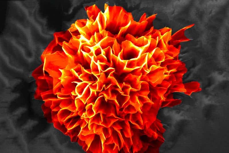 New Scientist. Science news and long reads from expert journalists, covering developments in science, technology, health and the environment on the website and the magazine.