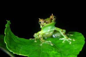 Zoologger: DJ frogs sing like birds, remixing tunes on the hop