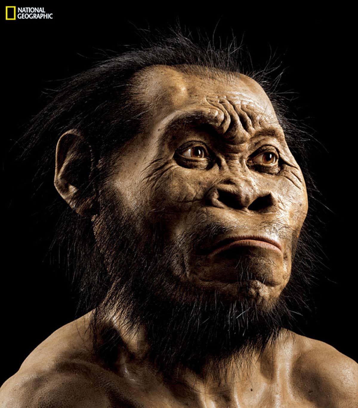 This is what Homo naledi could have looked like