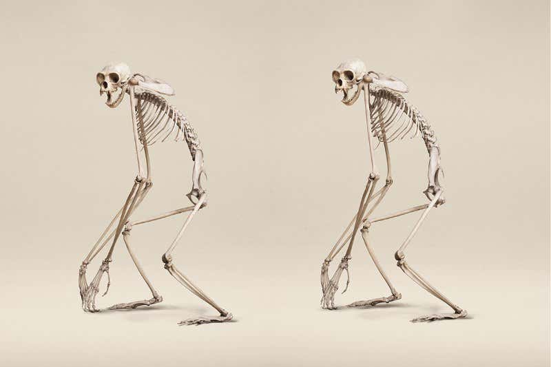 Gibbon skeleton is brought to life with uncanny stereo vision