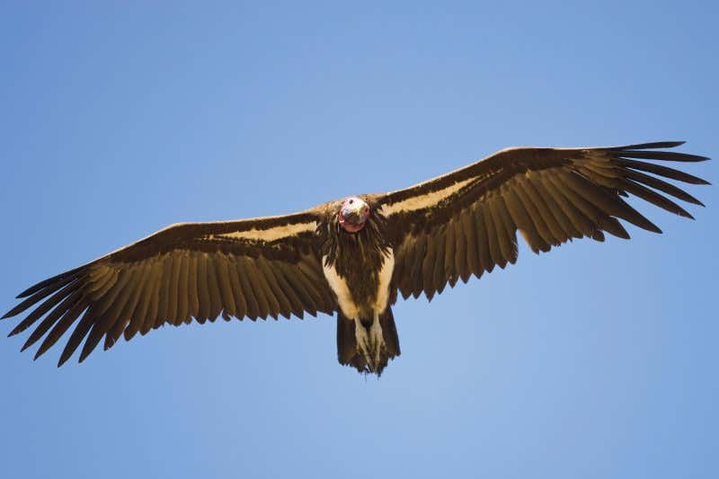 New Scientist. Science news and long reads from expert journalists, covering developments in science, technology, health and the environment on the website and the magazine.