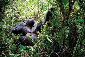 Ban on chimp testing puts wild ape vaccine for Ebola at risk