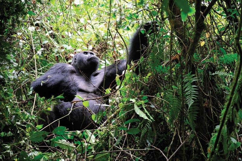 New Scientist. Science news and long reads from expert journalists, covering developments in science, technology, health and the environment on the website and the magazine.