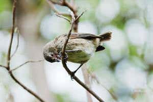 Darwin's fast-evolving finches use a natural insect repellent
