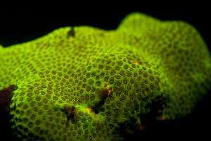 Corals glow in spectacular colours thanks to ‘fluo-dive' lights