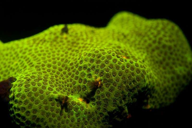 New Scientist. Science news and long reads from expert journalists, covering developments in science, technology, health and the environment on the website and the magazine.