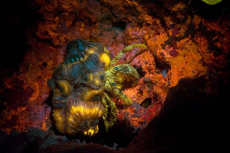 New Scientist. Science news and long reads from expert journalists, covering developments in science, technology, health and the environment on the website and the magazine.