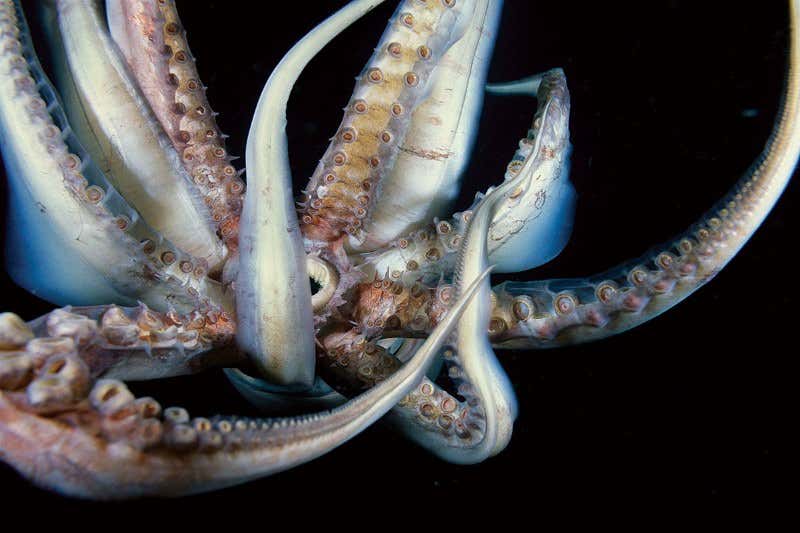 Magical morphing jumbo squid are taking over the eastern Pacific