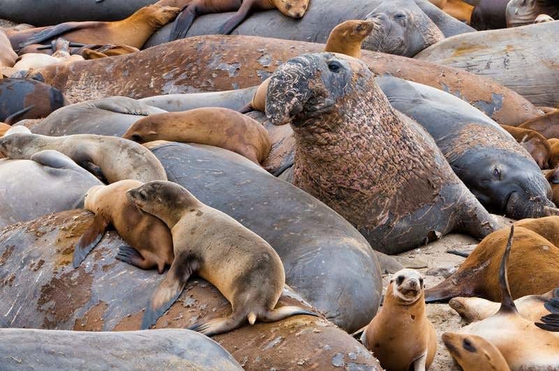 New Scientist. Science news and long reads from expert journalists, covering developments in science, technology, health and the environment on the website and the magazine.