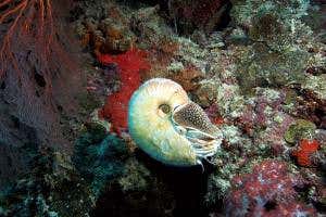 Living fossil nautilus re-emerges after 30 years of hiding