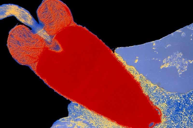 New Scientist. Science news and long reads from expert journalists, covering developments in science, technology, health and the environment on the website and the magazine.