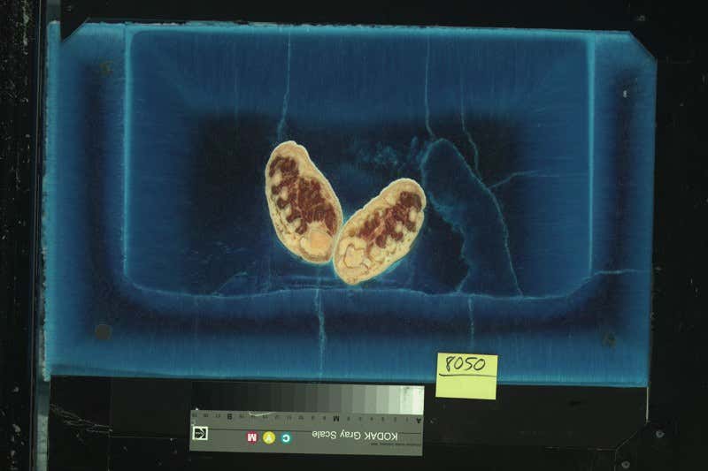 New Scientist. Science news and long reads from expert journalists, covering developments in science, technology, health and the environment on the website and the magazine.