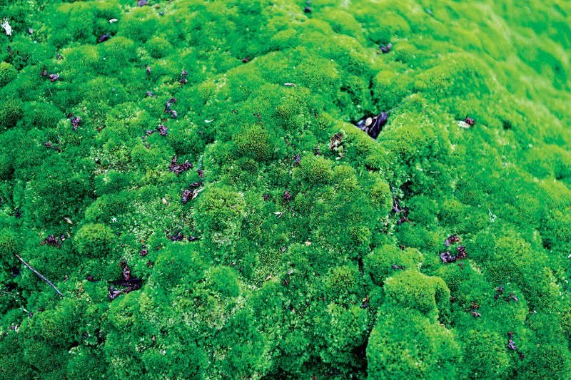 New Scientist. Science news and long reads from expert journalists, covering developments in science, technology, health and the environment on the website and the magazine.