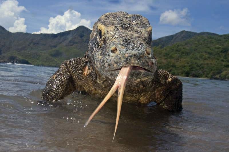 New Scientist. Science news and long reads from expert journalists, covering developments in science, technology, health and the environment on the website and the magazine.