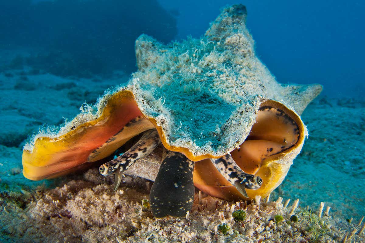 A queen conch, with a bluish exterior to its shell, and the interior curving out in a rich orangey colour. Two eyes on black and white stalks peep out