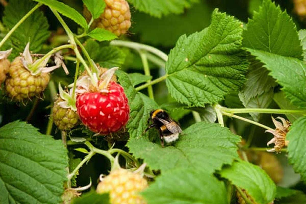 Bumblebees deployed to spray crops with pesticides