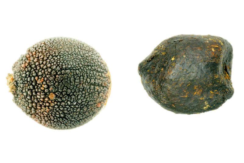 New Scientist. Science news and long reads from expert journalists, covering developments in science, technology, health and the environment on the website and the magazine.