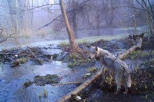 Wildlife is thriving around Chernobyl since the people left