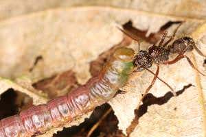 Zoologger: The robber ants living in a gang of their own