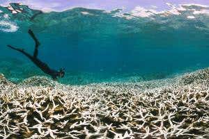 Global coral bleaching event: What you need to know