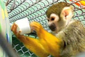 Squirrel monkeys teach themselves to eat and drink from a cup