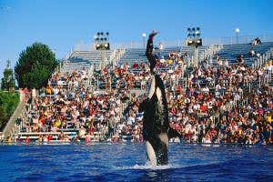 Ruling puts pressure on SeaWorld to reduce captive orca breeding