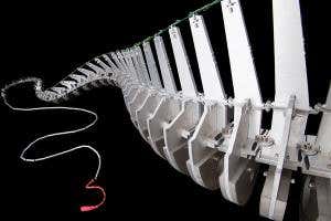 Sauropod dinosaur may have whipped its tail like Indiana Jones