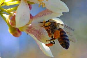 Plants spike nectar with caffeine and give bees a buzz