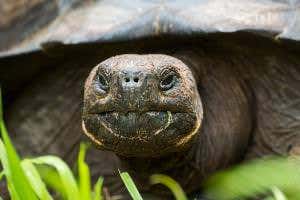 New species of giant tortoise brings Galapagos tally to eleven