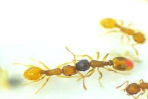Ants con others into being their slaves by mimicking their scent